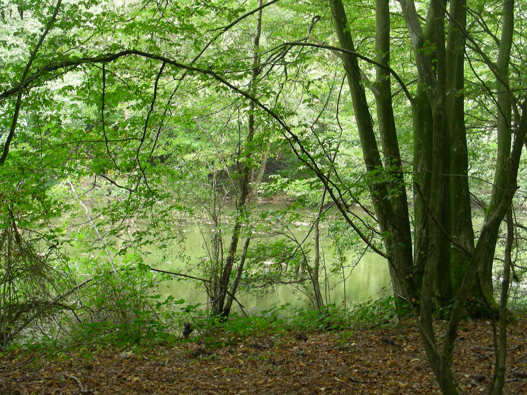 Altro colore di  Cortinarius ...